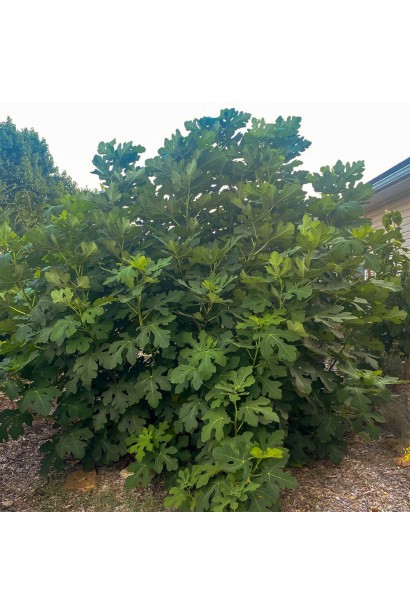 Инжир Адриатический – высокорослый листопадный куст